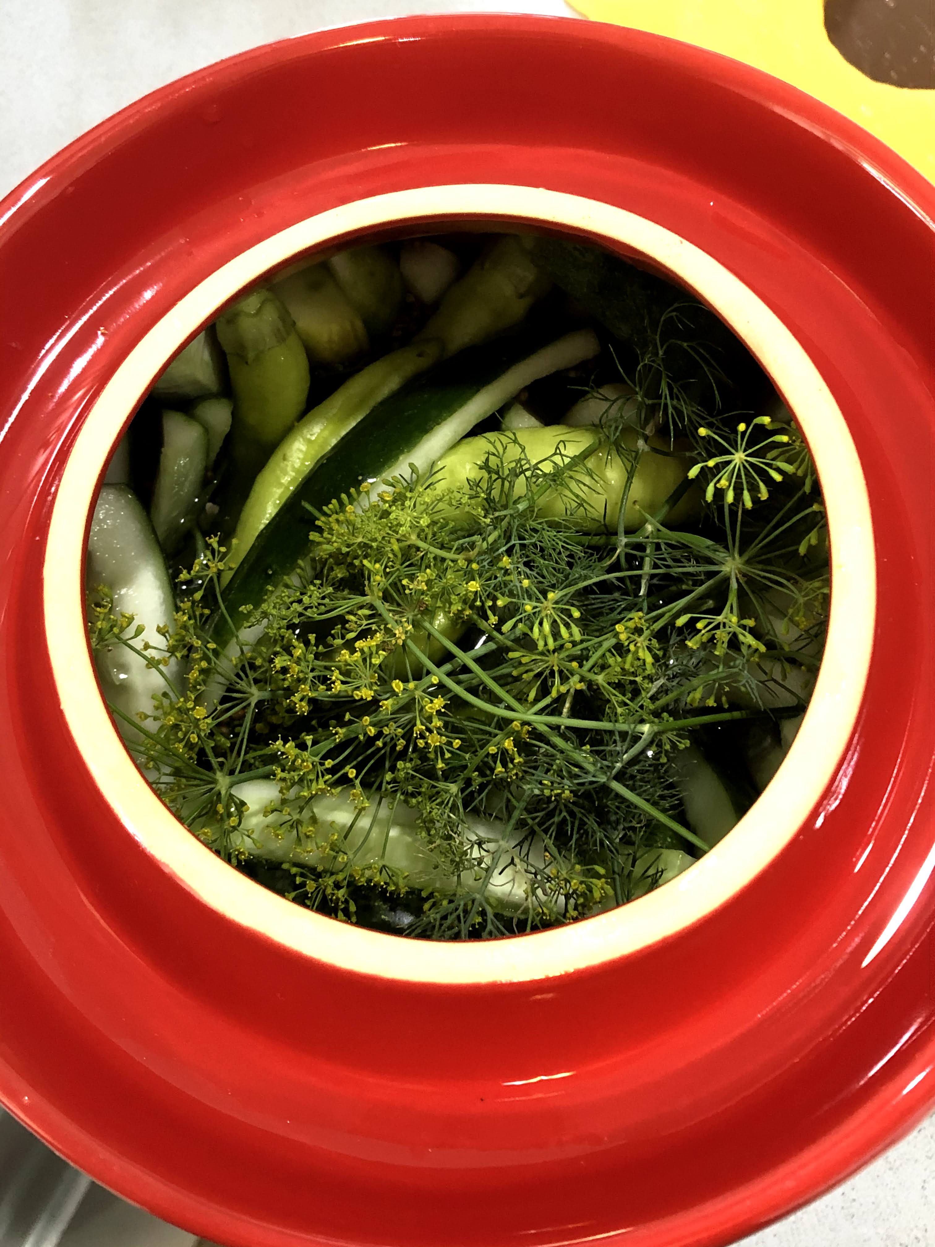 Fermentation is a skill available to all. This crock is full of cucumbers, dill, and garlic in a brine. Good for the gut and the plate. Learn how to incorporate fermented foods into your routine for gut health.